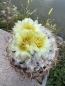Preview: Coryphantha cornifera